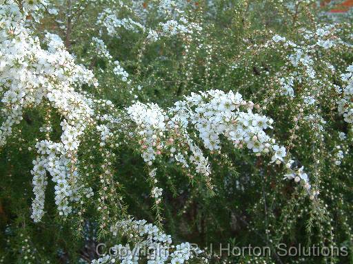 Leptospermum flavescens 'Cardwell' 